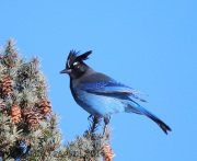 6S3A1501Steller's_Jay