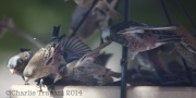 6S3A1746Rosy_Finches
