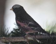 6S3A1849Black_Rosy_Finch