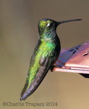 6S3A1925Magnificent_Hummingbird