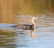 6S3A2033Pacific_Loon_Immature_Green_Valley_AZ
