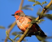 6S3A2064Vermillion_Flycatcher_Jacobs_Park_Tucson