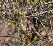 6S3A2080Brewer's_Sparrow