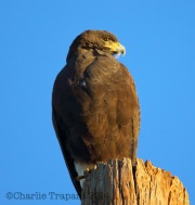 6S3A2179Harris's_Hawk_Green_Valley