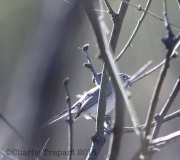 6S3A2242Black-Capped_Gnatcatcher