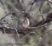 6S3A2287VesperSparrow