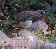 6S3A2332Yellow-Eyed_Junco