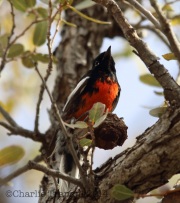 6S3A2468Painted_Redstart