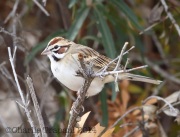 6S3A2507Lark_Sparrow
