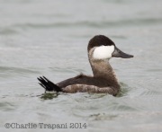 6S3A2521Rudy_Duck