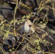 6S3A2689Brewer's_Sparrow