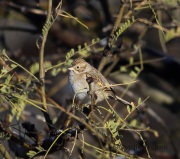 6S3A2700Brewer's_Sparrow