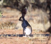 6S3A2724JackRabbit