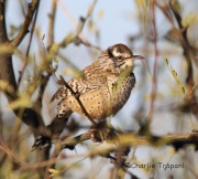 6S3A2763Cactus_Wren