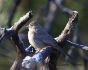 6S3A2795Canyon_Towhee