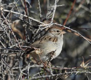 6S3A2828Rufous-Winged_Sparrow