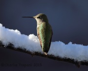 6S3A2919Hummingbird_Jan_01