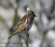 6S3A2922Pine_Siskin