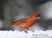 6S3A2951Hepatic_Tanager