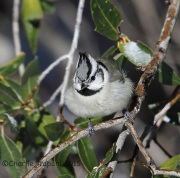 6S3A2991Bridled_Titmouse
