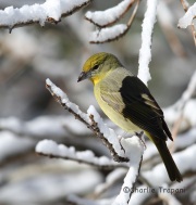 6S3A3030Hepatic_Tanager