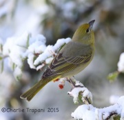 6S3A3032Hepatic_tanager