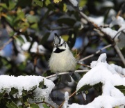 6S3A3074Bridled_Titmouse