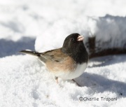 6S3A3096Dark-Eyed_Junco_Oregon_Subspecies