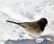 6S3A3113Dark-Eyed_Junco_Oregon_Sub_Species