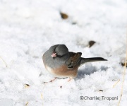 6S3A3138Dark-Eyed_Junco_Pink-Sided