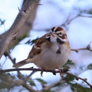 6S3A3217Lark_Sparrow