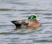 6S3A3312American_Wigeon