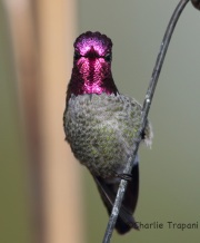6S3A3340Anna's_Hummingbird