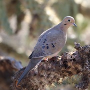 6S3A3403Mourning_Dove