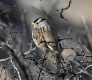 6S3A3438White-Crowned_Sparrow