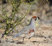 6S3A3458Gambel's_Quail