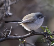6S3A3512Blue-Gray_Gnatcatcher
