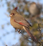 6S3A3569Pyrrhuloxia