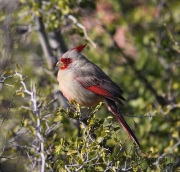 6S3A3588Pyrrhuloxia