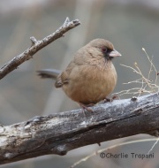 6S3A3631Abert's_Towhee