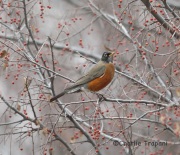 6S3A3656American_Robin