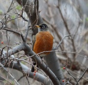 6S3A3682American_Robin