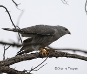 6S3A3706Gray_Hawk_Patagonia_Winter_01_02_2015