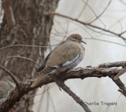 6S3A3728White-Winged_Dove