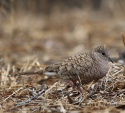 6S3A3815Inca_Dove