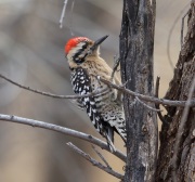 6S3A3824Ladder-Backed_Woodpecker
