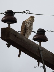 6S3A3842Cooper_hawk_Immature