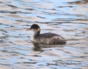 6S3A3924Eared_Grebe