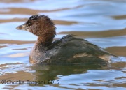 6S3A3943Pie-Billed_Grebe
