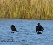 6S3A3964Neotropic_Cormorant